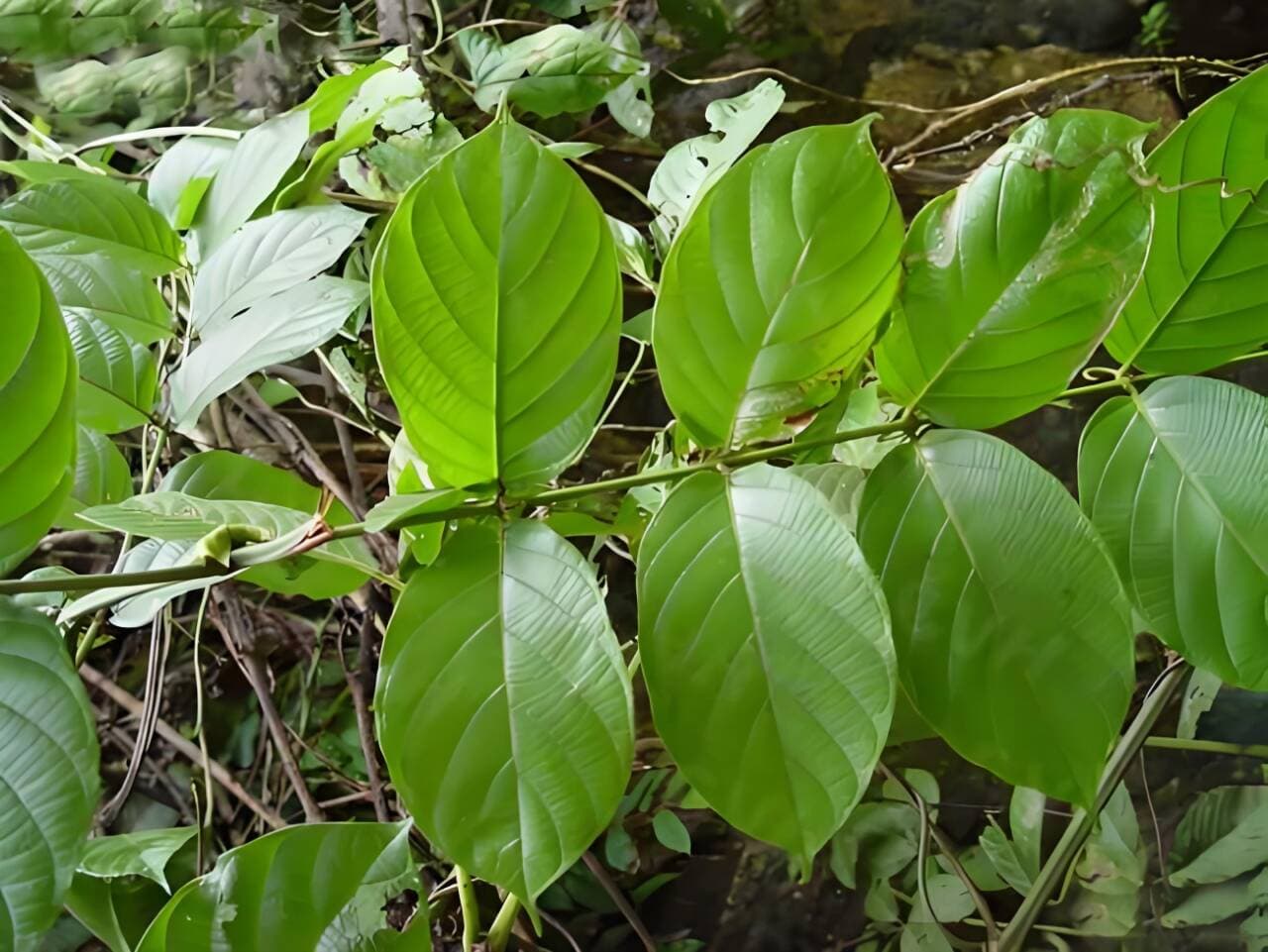 中草药钩藤：从植物特征到药理作用的全面解析