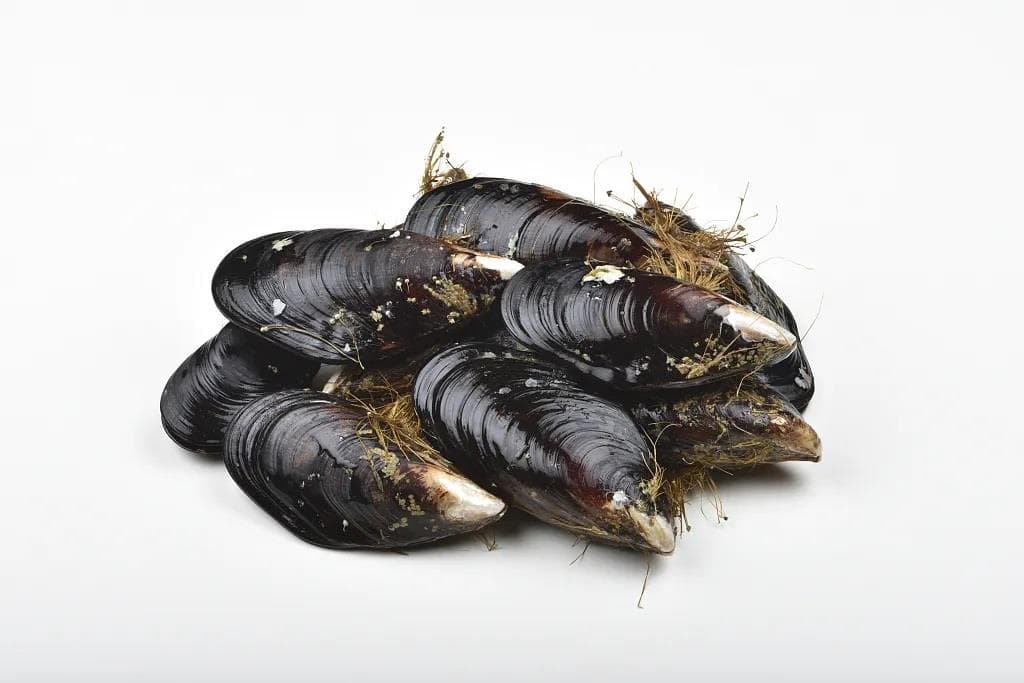 @爱吃海鲜的朋友 好吃但有毒！近期别食用海虹