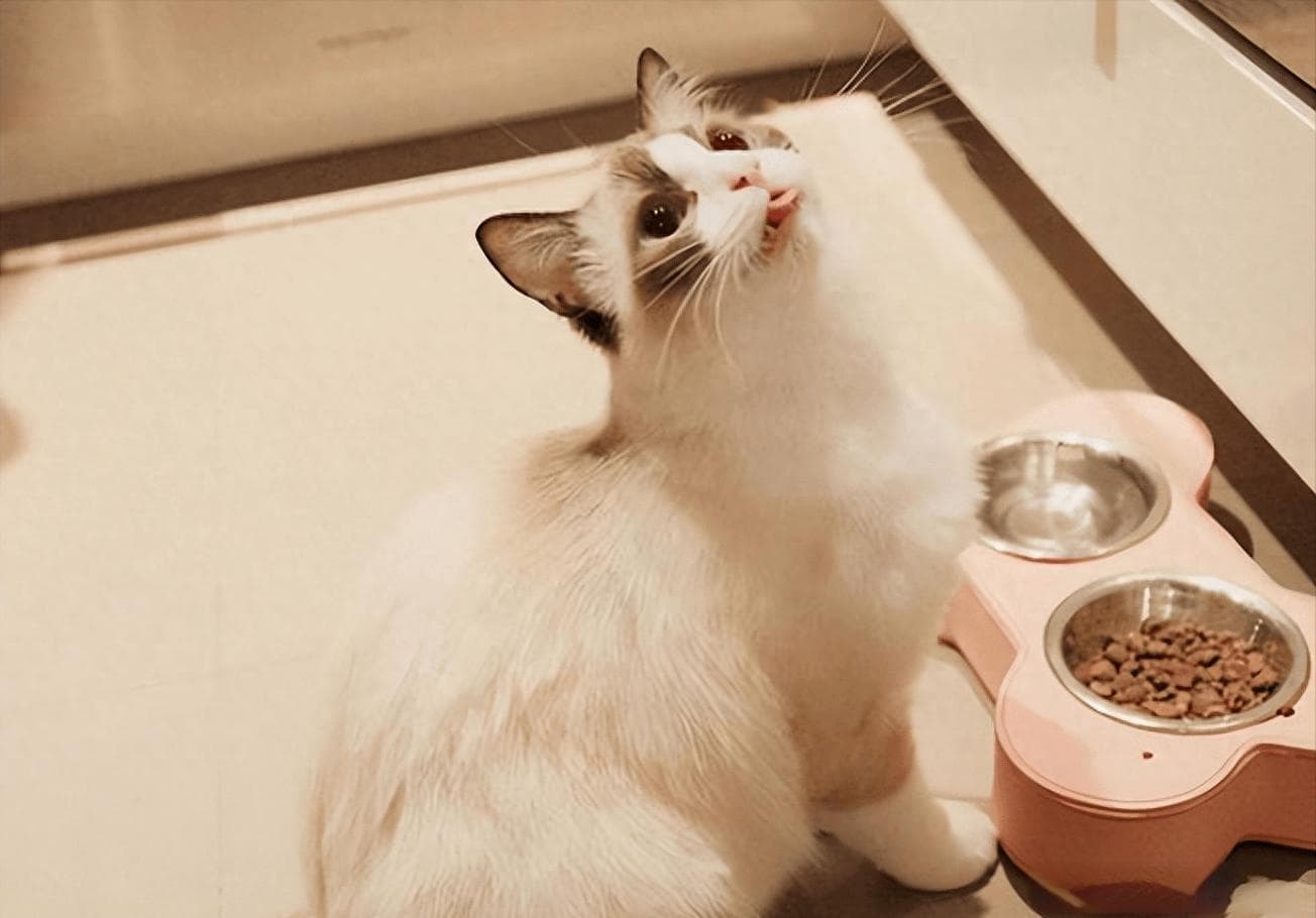 布偶猫为何挑食？六大原因及解决方案全解析