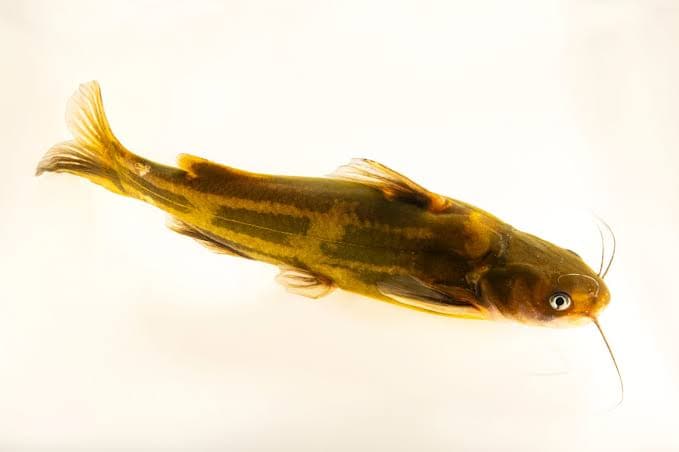 黄颡鱼（学名：Tachysurus fulvidraco）全面解析