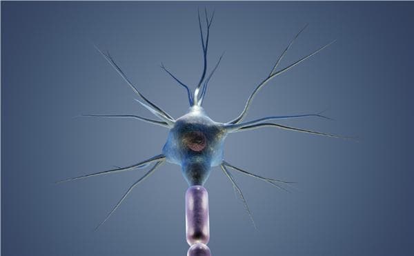 科学家驯服寄生虫帮人类治病：可携带药物进入大脑