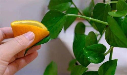 制作陈皮哪种橘子最好