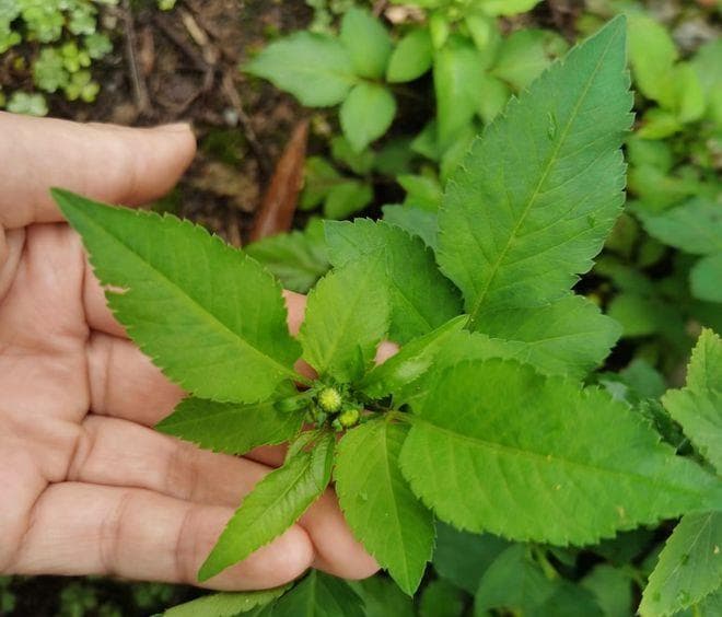 这植物很讨厌，喜欢粘人衣物，俗称“鬼针草”，煮水泡茶有妙用！