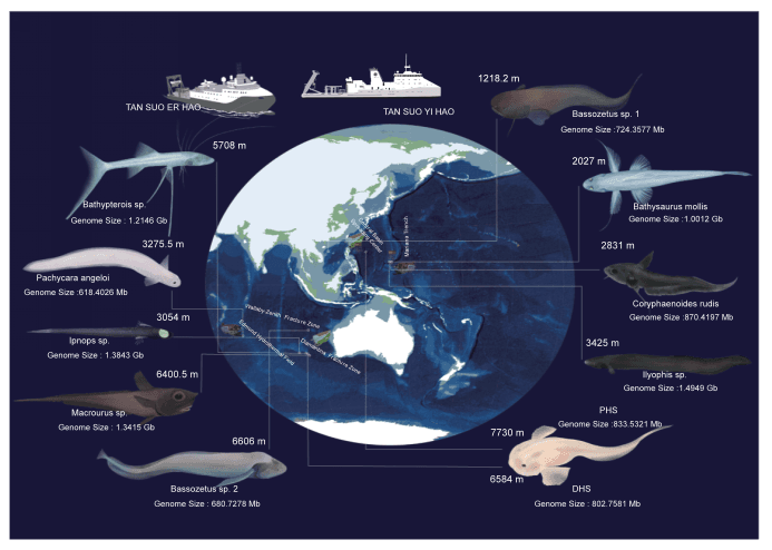 科学家揭秘深渊生物如何突破高压生存禁区