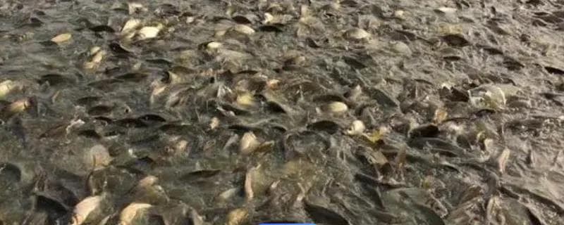 鲫鱼吃什么？从自然环境到人工养殖的全面解析