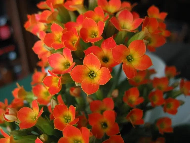 长寿花：从分类到栽培的全面指南
