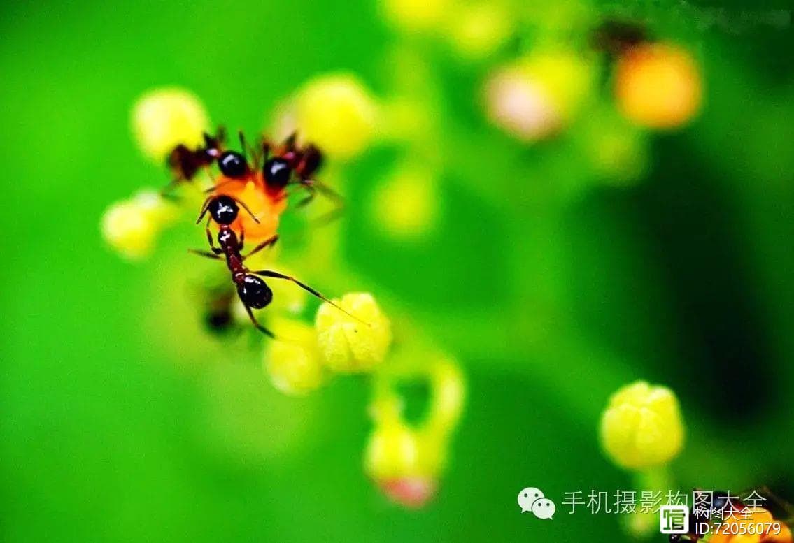 九宫格构图的10层境界：从入门到精通的实用指南