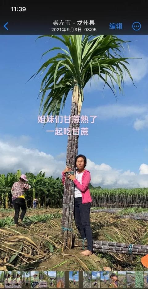 梦见吃甘蔗的多种象征意义