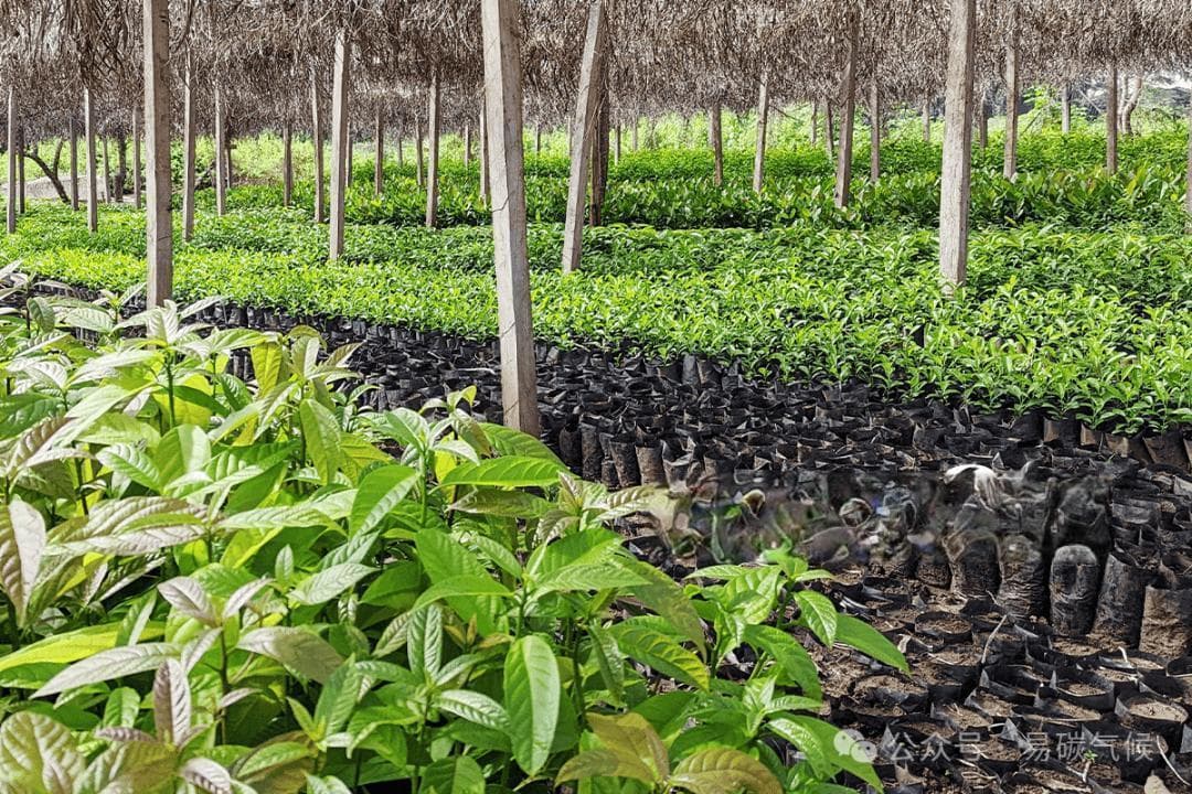 植树造林的 10 个惊人好处