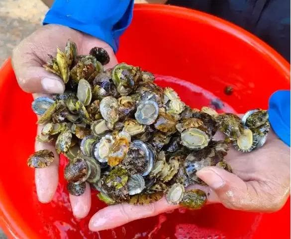 赶海：沿海地区的传统民俗活动与生态智慧