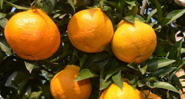 耙耙柑种植条件和气温适应指南：从土壤到销售的全方位解析