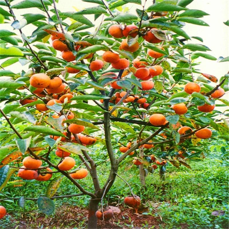 详解柿子种植方法：从选种到管理的全流程指南