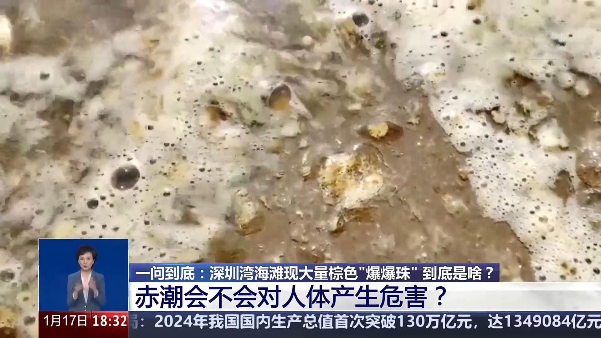 深圳湾现"爆爆珠"状悬浮物，专家详解球形棕囊藻暴发原因及影响
