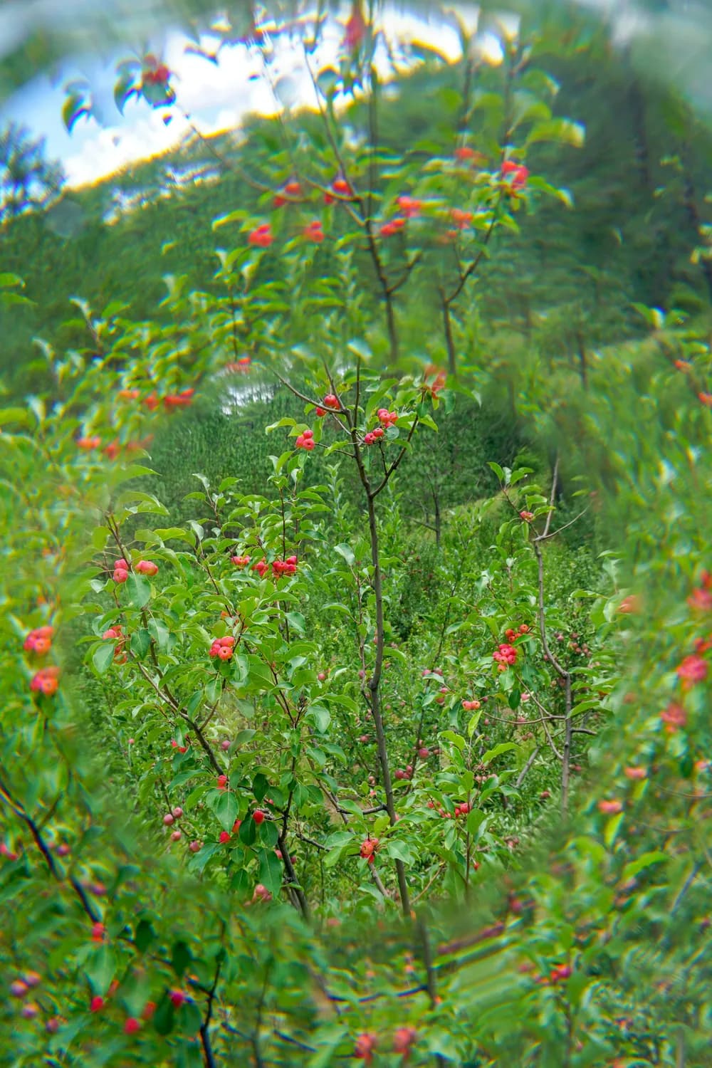 梁山村的绿色有机花椒致富经