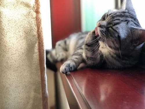 猫咪换毛季，每月关注毛球困扰