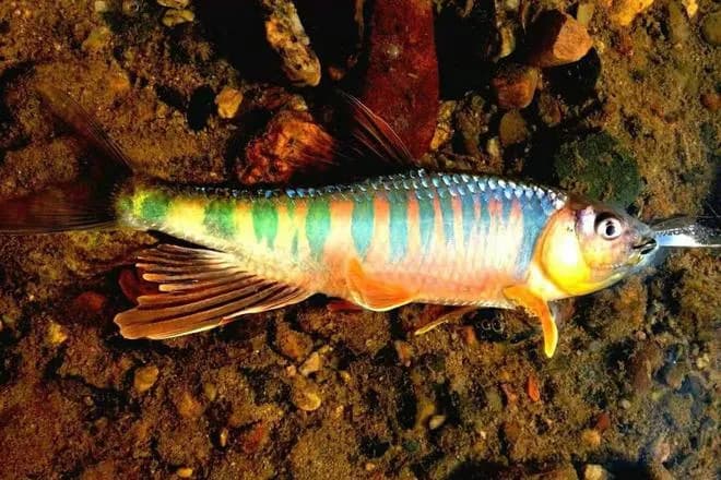 桃花鱼宽鳍鱲怎么钓？钓桃花鱼的4个要领