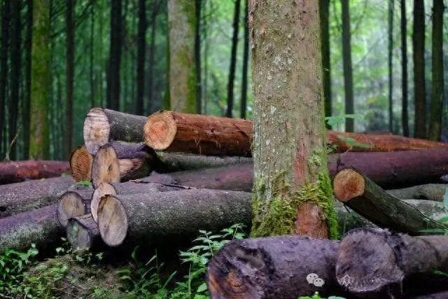 中国古代四大名木：黄花梨、紫檀木、大红酸枝与铁力木