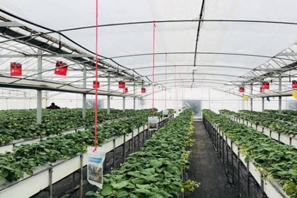温室大棚增施二氧化碳气肥的方法与作用