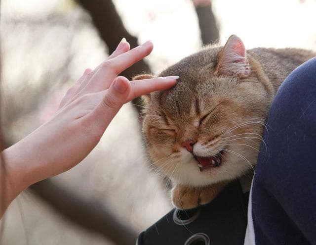 说出来你可能不信，跟猫聊天竟然有这么多好处！