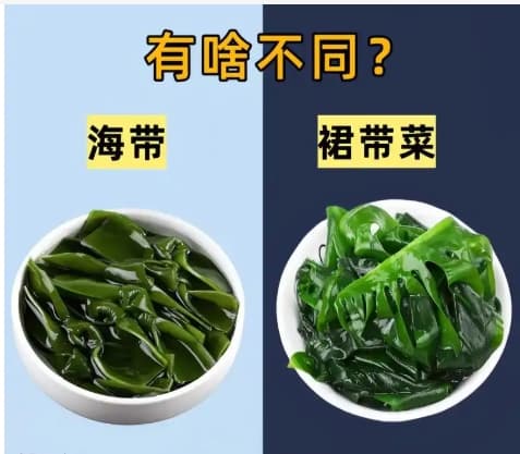 海藻和海带的区别是什么？营养价值一样吗？