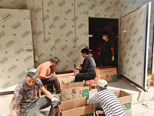 云南丽江：“种养互促+四重保障”构建乡村产业体系