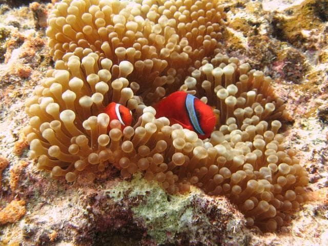 为什么小丑鱼不会被海葵蜇伤？海洋生物学家解开百年谜团