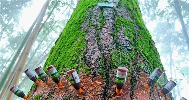 松树病虫害防治技术与方法措施（保护森林资源，科学防治病虫害）