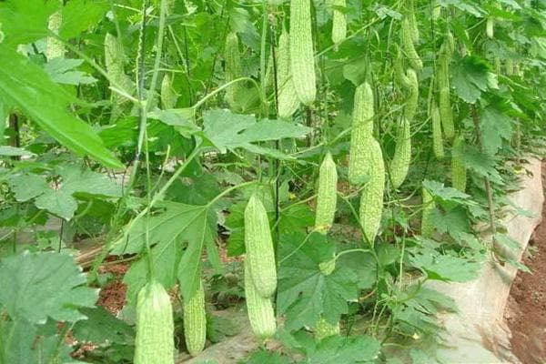 苦瓜种植技术和管理方法