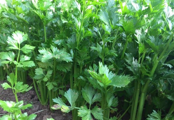 芹菜喜阴还是喜阳？详解芹菜的养护方法和管理技巧