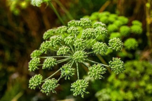 白芷种植技术及亩收益