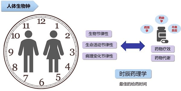【药安全】时辰药理学——让药效更好的发挥