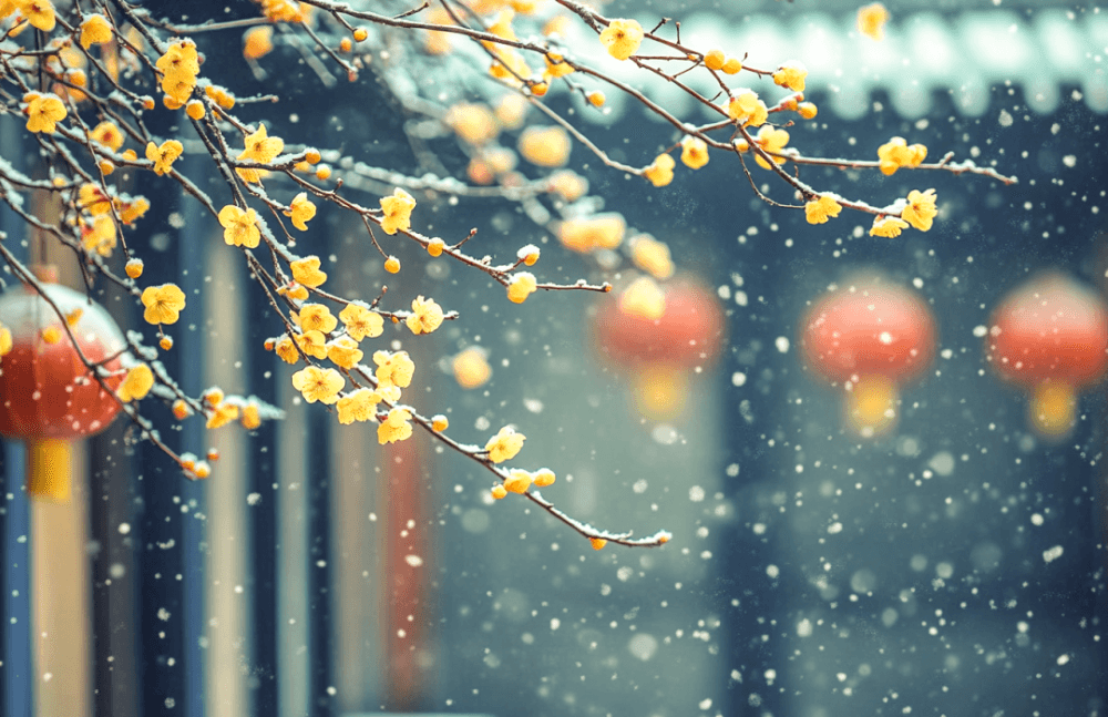 腊梅花儿开