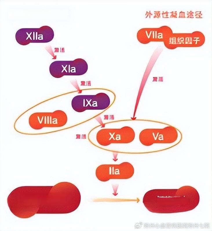 这篇超全！凝血功能检测及临床意义全解读
