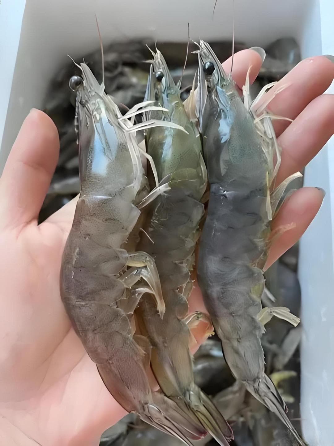 活海鲜选购指南：让你成为海鲜达人！