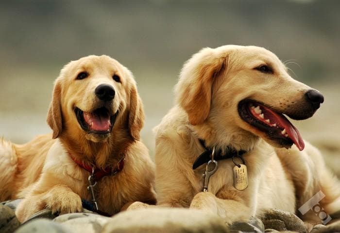 最受欢迎的8种大型犬排名，总有一款适合你
