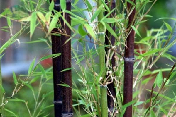 实心竹子的品种与种植技巧：紫竹、刚竹和佛肚竹