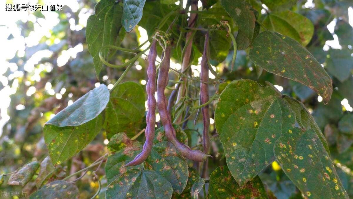 南方四季豆什么时候种植最好