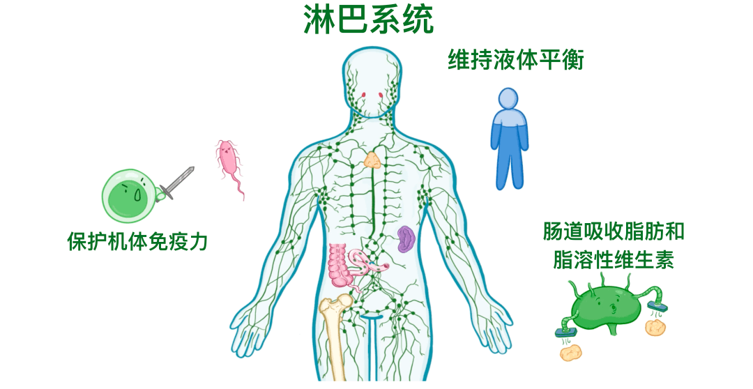 人体解剖学基础——淋巴系统篇