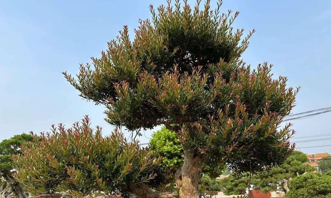 小叶赤楠养殖全攻略（从养护要点到方法，轻松打造美丽庭院）