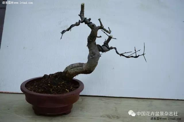 小石榴盆景成长记：从播种到成型的二三十年养护经验