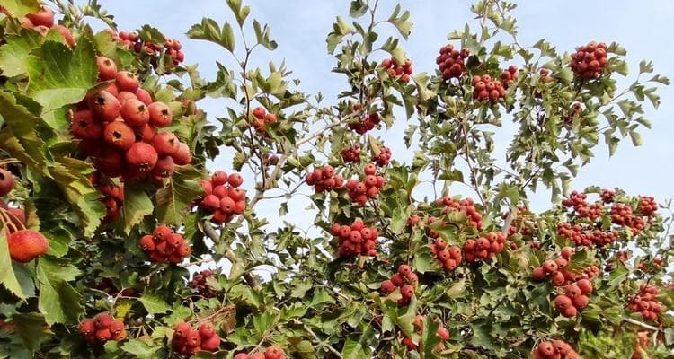山楂的适合种植地区和条件（从气候、土壤、水分等角度分析）