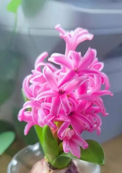 风信子养护指南：让花开得更美的秘诀