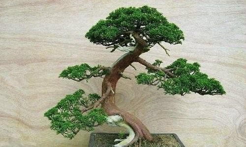 揭秘柏树的风水禁忌（从传说到实际应用）