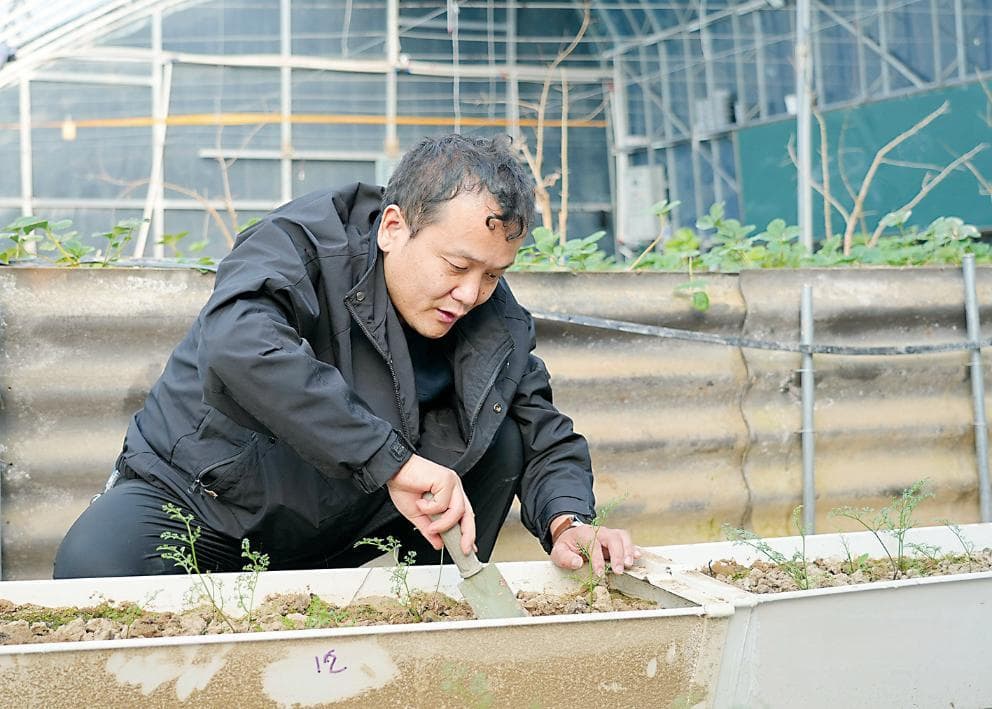 人工培育种苗：延续珍稀植物生命