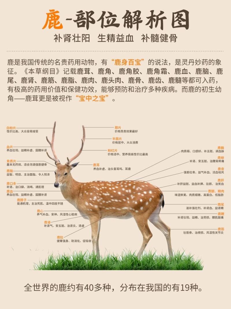 鹿茸的神奇功效与作用，揭示其在健康领域的独特价值