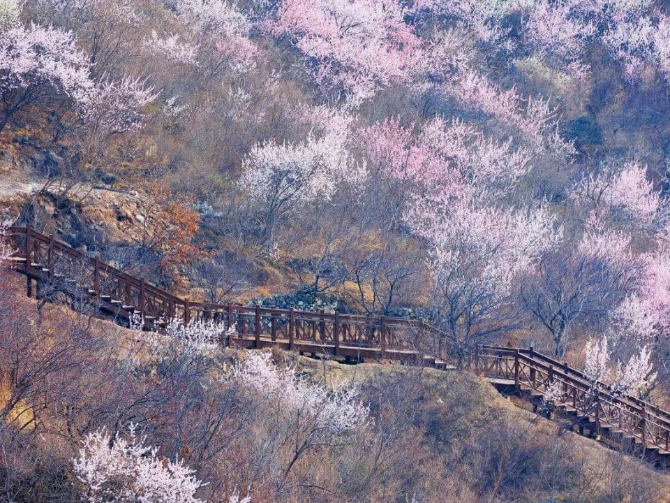 昌平隐藏版桃花海攻略：4条徒步路线+网红打卡点全解析