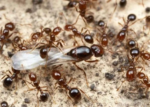 火蚁：入侵中国的“无敌”生物
