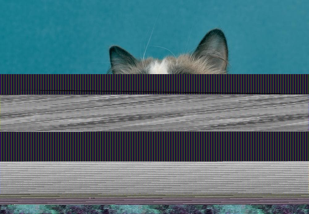 猫咪皮屑怎么办？原因分析与改善方法全攻略