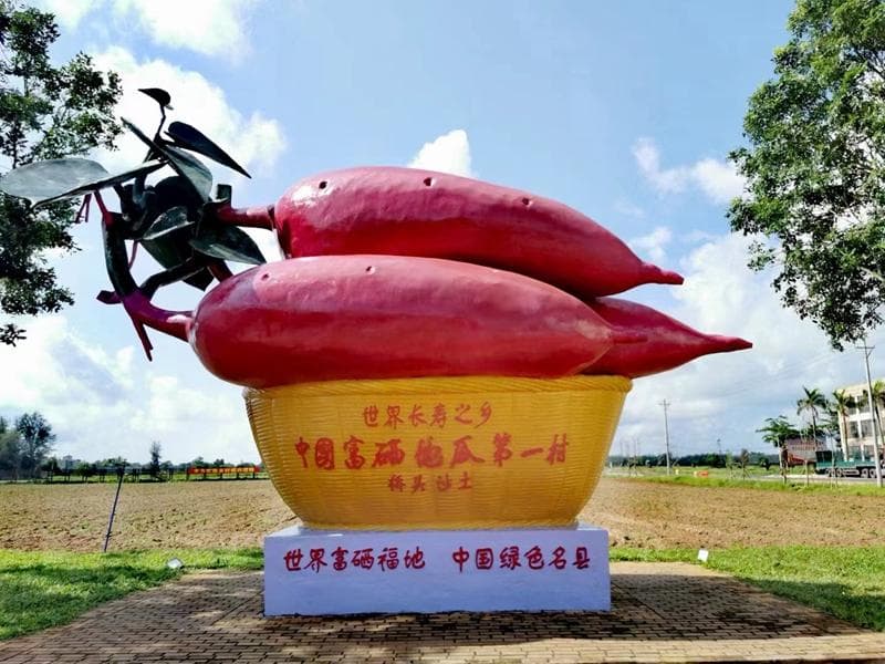 海南鲜品 | 地瓜界的“爱马仕”，到底有何独特风味？