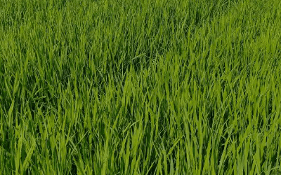 土壤重金属铬、铜、铅离子监测方案